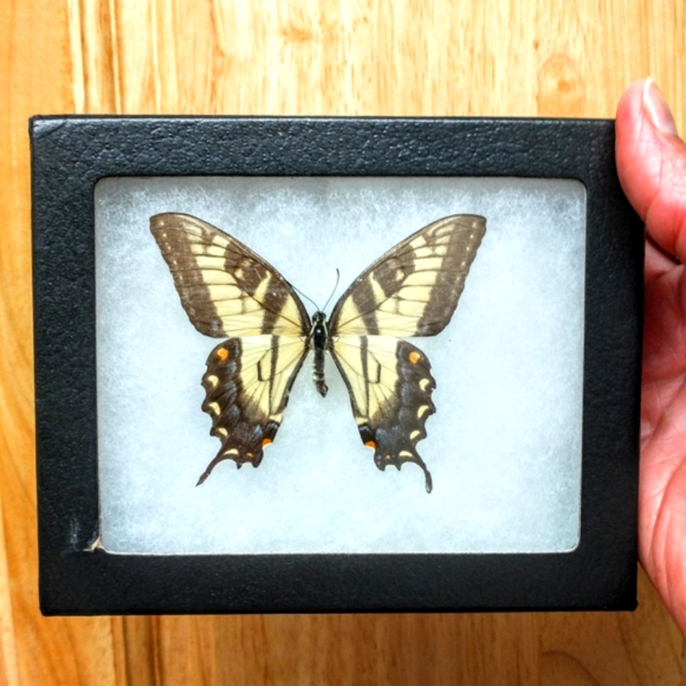 Framed Tiger Shallowtail Female Butterfly Display in Black Box